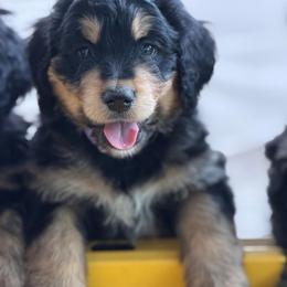 Bella - Tri-color female Bernedoodle puppy in Phelan, California from PuppyPaws4U