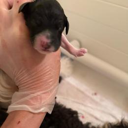 Girl Lavender - Black and white female Bernedoodle puppy in Bend, Oregon from Bella Ridge Farms & Dapper Doodles