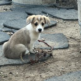Girl 2 - Sable female Pembroke Welsh Corgi puppy in Santa Clarita, California from Trotter Hill Farms