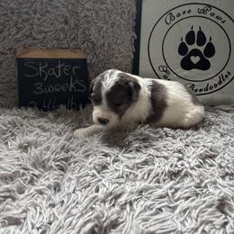 Skater - Brindle and white male Saint Berdoodle puppy in Traverse City, Michigan from Bare Paws Saint Berdoodles