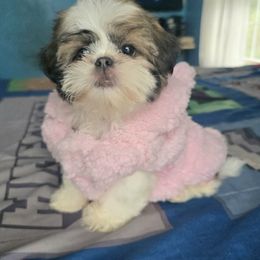 Mia - Brindle female Shih Tzu puppy in Stroudsburg, Pennsylvania from Puppyville Pa Shih Tzu & frenchies