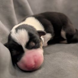 Girl 1 - Black and tan female American Corgi puppy in Tombstone, Arizona from WeVolution Off-Grid