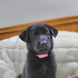 German Shepherd Puppies from Moonlight Shepherds LLC