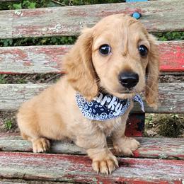 Dachshund Puppies from Watsons Dachshunds