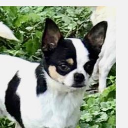 Domino - Chihuahua