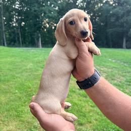 Noodle - Cream female Dachshund puppy in Crossville, Tennessee from Golden Mini Farm