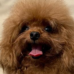 Poodles from Orel Toy & Miniature Poodles