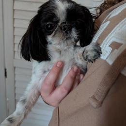 Snoopy - Black and white male Shih Tzu puppy in West Pawlet, Vermont from Morgan's Shih Tzus