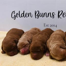 Golden Retriever Puppies from Golden Bunns Retrievers