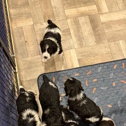 English Springer Spaniel Puppies from Stormin Pine and Prairie Springers