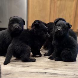 German Shepherd Puppies from Will