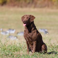 Rhea - Chesapeake Bay Retriever