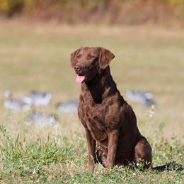 Rhea - Chesapeake Bay Retriever