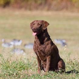 Rhea - Chesapeake Bay Retriever
