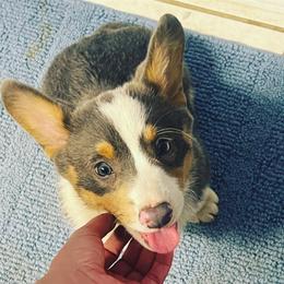 American Corgi, Cardigan Welsh Corgi, and Pembroke Welsh Corgi Puppies from Enok Corgis
