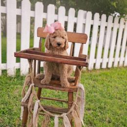 Sarah - Caramel red female Australian Labradoodle puppy in Leonard, Texas from Laird Farms