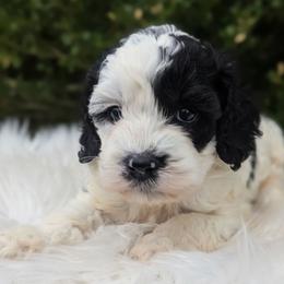 Indiana - Black and white male Cockapoo puppy in Salt Lake City, Utah from Utah Cocker Spaniels