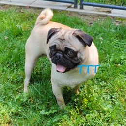 Duke - Pug