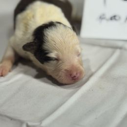 F3 - White and red female Border Collie puppy in Meridian, Mississippi from Border Hollow Border Collies