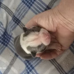 Blue (dark Pink collar) - Seal and white female Boston Terrier puppy in Des Moines, Iowa from Razmom's Boston Terriers