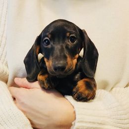 Connor - Black and tan male Dachshund puppy in Toledo, Ohio from Baldox Dachshunds