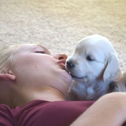 Goldendoodle and Golden Retriever Puppies from Magical Goldens