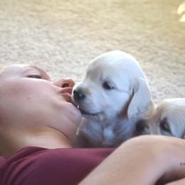 Goldendoodle and Golden Retriever Puppies from Magical Goldens