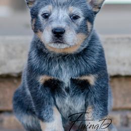 Ringwood - Blue male Australian Cattle Dog puppy in Fairview, Oklahoma from Flying D Kennels