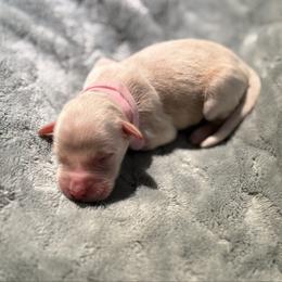 Vanilla bean - Cream female Whoodle puppy in Gladewater, Texas from Kalin’s K9s