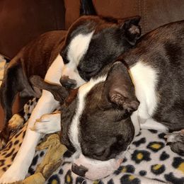 Boston Terriers from Blhazing Hills