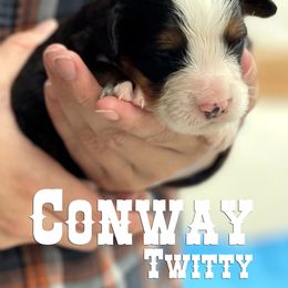 Bernese Mountain Dog Puppies from Faith and Family Farm