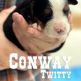 Bernese Mountain Dog Puppies from Faith and Family Farm