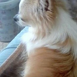 Chihuahuas from Lee's Longcoat Chihuahuas