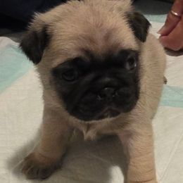Honey-Pink Collar - Fawn female Pug puppy in New Braunfels, Texas from Kex Pug Haus