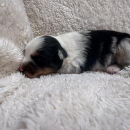 Tucker- Blue Merle- male - Blue merle male Miniature Australian Shepherd puppy in Chino Valley, Arizona from Perkins Mini/Toy Aussies