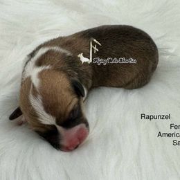 Rapunzel - Sable and white female American Corgi puppy in Casper, Wyoming from Flying Note Shorties
