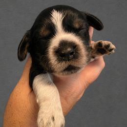 Journey - Tri-Roan female English Springer Spaniel puppy in Fort White, Florida from Thunderbird Springers