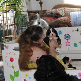 "Just me sitting in the whelping box loving on the babies" Bernese Mountain Dog Puppies from Baby Bear Bernese Kennel