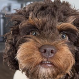 Aussiedoodles, Bernedoodles, and Cockapoos from Sassy Bob’s Dogs