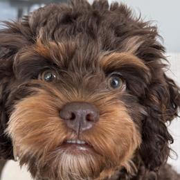 Aussiedoodles, Bernedoodles, and Cockapoos from Sassy Bob’s Dogs