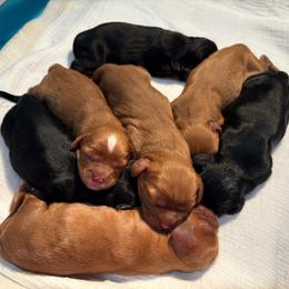 Boy 2 - Ruby male Cavalier King Charles Spaniel puppy in Solon, Iowa from Hickory House Cavaliers