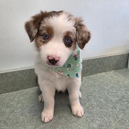 Roux - Red merle female Australian Shepherd puppy in Oak Ridge, Missouri from Myers Farm Aussies