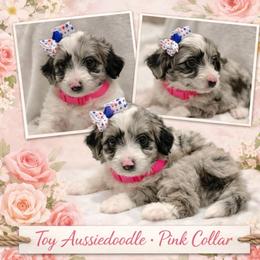 Pink collar toy - Blue merle female Aussiedoodle puppy in 32046, Florida from River Hill Ranch