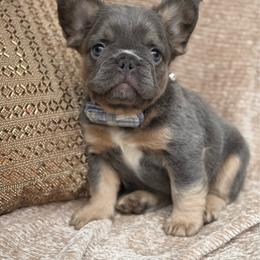 Sterling - Blue male French Bulldog puppy in Hemet, California from Bowman Pups