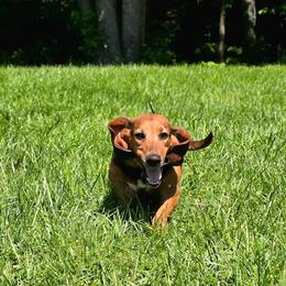 Penny - Black tan and white female Basset Hound puppy in Lebanon, Ohio from Lady Mae Bassets