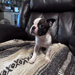 Baby boy 2 - Brindle and white male Boston Terrier puppy in Clarksville, Tennessee from Circle P's Boston Terriers