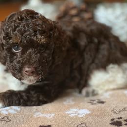 Hershey - Parti male Poodle puppy in Nixa, Missouri from Foxtrot Farm Poodles