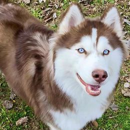 Nova - Siberian Husky