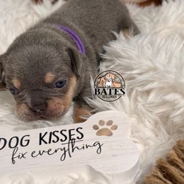 French Bulldog Puppies from Bates Bulldogs