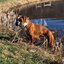 Cali - Boxer